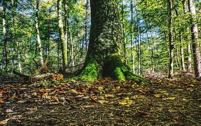 Trees in forest during autumn