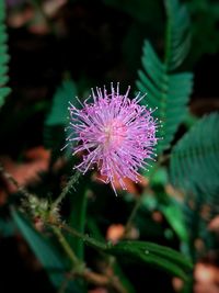 Close-up of purple thistle blooming outdoors