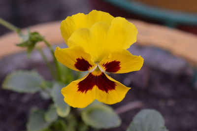 Close-up of yellow flowering plant