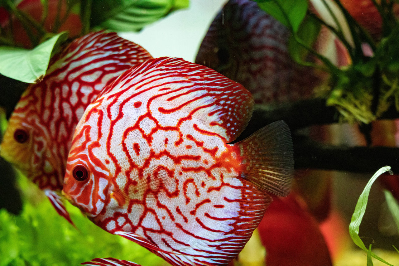 Blue discus