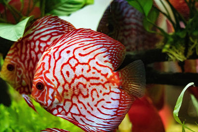 Close-up of fish swimming in sea