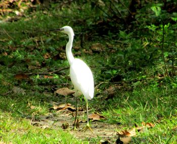 Close-up of white bird on grass