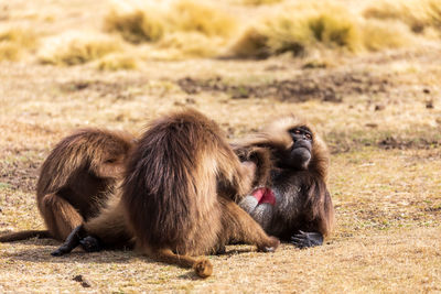 Monkeys sitting on field