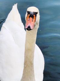 Close-up of swan swimming in lake