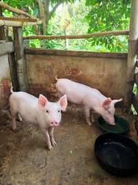 Portrait of two pig eating.