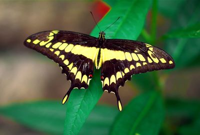 Close-up of butterfly perching on plant