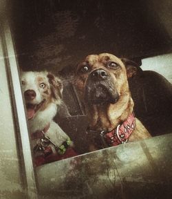 View of dogs looking at camera
