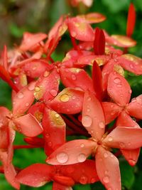 Close-up of wet red flowering plant during rainy season