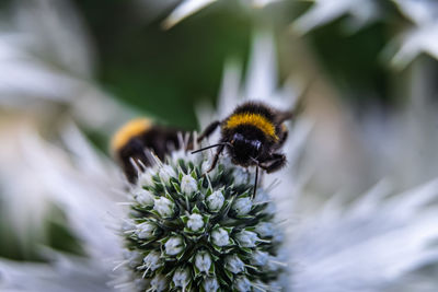 Close-up of bee on flower