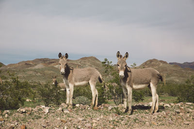 Donkeys on field against sky