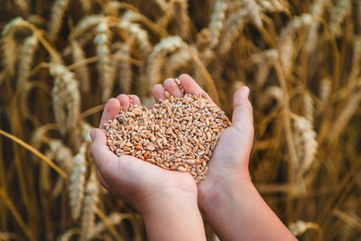 Cropped hand of person holding wheat