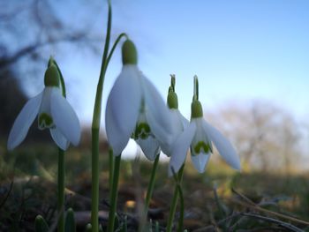 Close-up of white flowering plants on field against sky