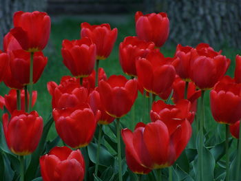 Close-up of red tulips