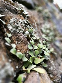 Close-up of moss growing on rock