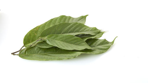 High angle view of cocoa fruit leaves on white background