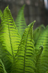 Close-up of fern leaves