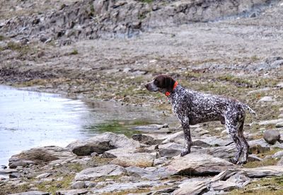 Dog on rock by water