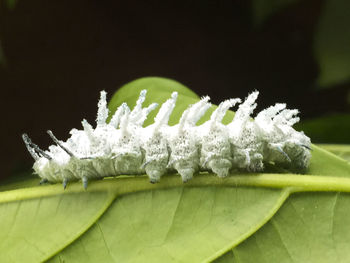 Close-up of insect on white flower