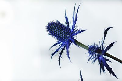 Close-up low angle view of flowers