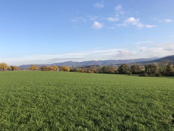 Scenic view of agricultural field against sky