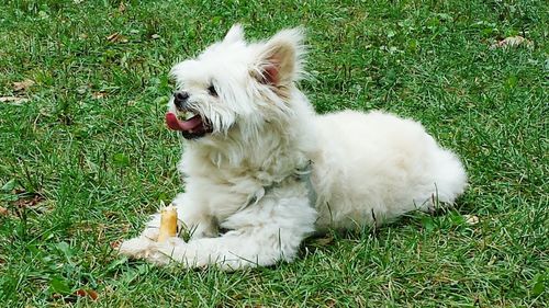 Dog standing on grassy field