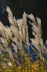 Close-up of wheat plants