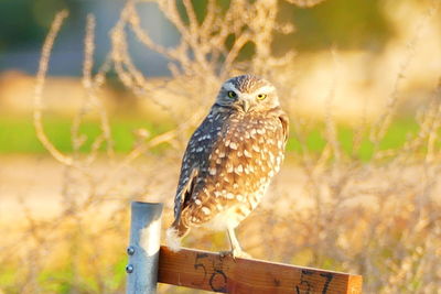 Close-up of owl perching on wooden post