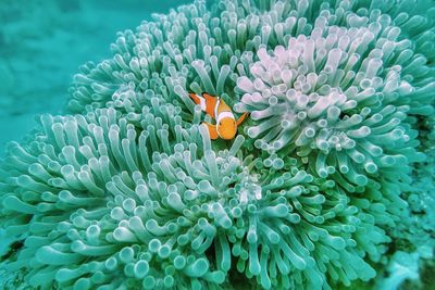 View of fish in sea