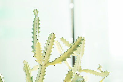 Close-up of yellow flowering plant