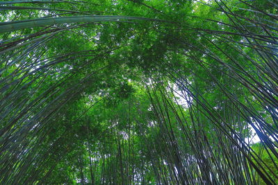 Low angle view of bamboo trees in forest