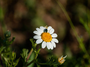 Close-up of white daisy