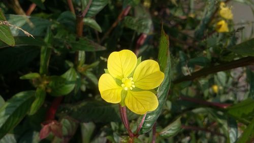 Close-up of yellow flower blooming outdoors