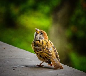 Close-up of bird perching on wall