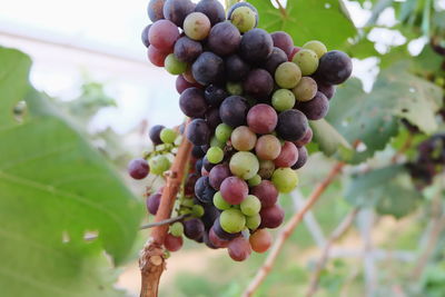 Close-up of grapes in vineyard