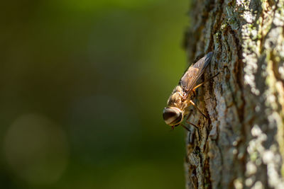 Close-up of lizard on tree trunk