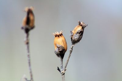 Close-up of insect on dry plant