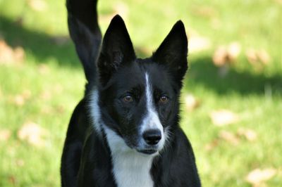 Close-up portrait of black dog on field