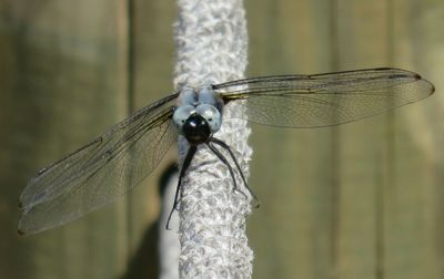 Close-up of dragonfly