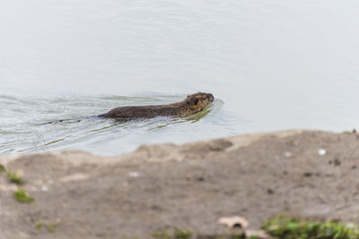 View of lizard on beach