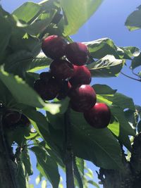 Close-up of berries growing on tree