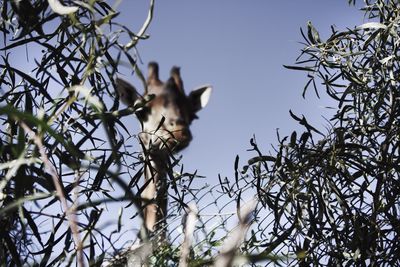 Low angle view of bird perching on tree against sky