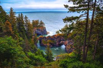 High angle view of trees by sea against sky