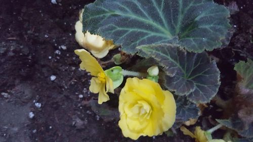 High angle view of yellow flower