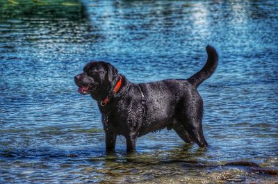 Dog in lake