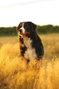 Dog looking away on field