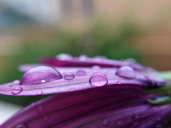 Close-up of wet purple flower