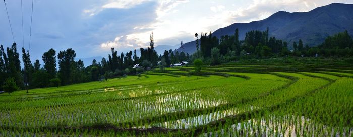 Scenic view of field against sky