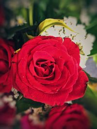 Close-up of red rose blooming outdoors