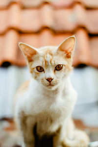 Portrait of cat sitting on floor