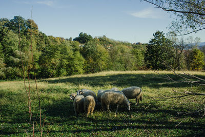 Sheep grazing on field against sky